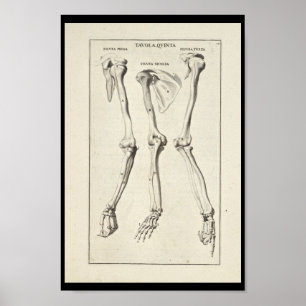 Affiche 1691 Anatomie artistique Os à bras Imprimer