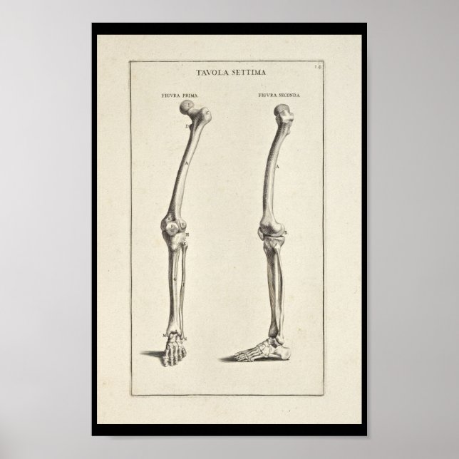 Affiche 1691 Anatomie artistique os de jambe Art (Devant)