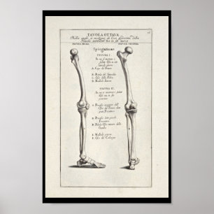 Affiche 1691 Anatomie artistique os de jambe Art