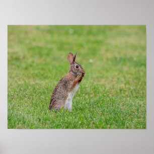 Affiche 16x12 Lapin debout dans l'herbe et a l'air timide