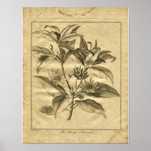 Affiche 1817 Anniseed Culpeper Herbal Print