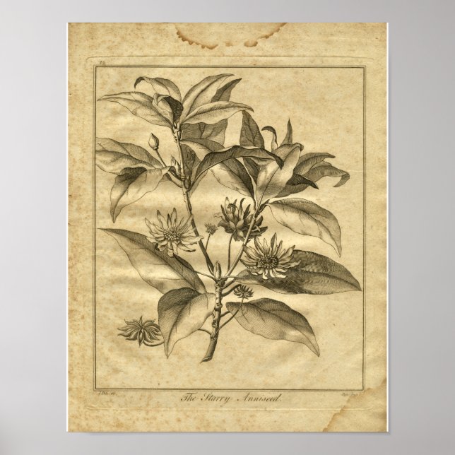 Affiche 1817 Anniseed Culpeper Herbal Print (Devant)