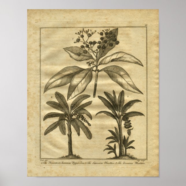 Affiche 1817 Banana Plantain Culpeper Herbal Print (Devant)