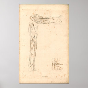 Affiche 1833 Muscles d'anatomie Vintage de pied Imprimer