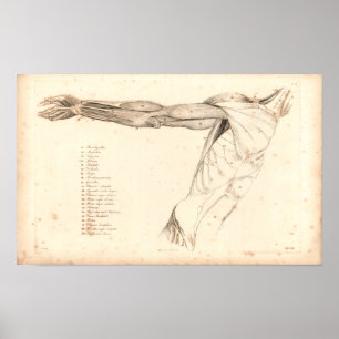 Affiche 1833 Muscles de Bras Anatomie Vintage Imprimer