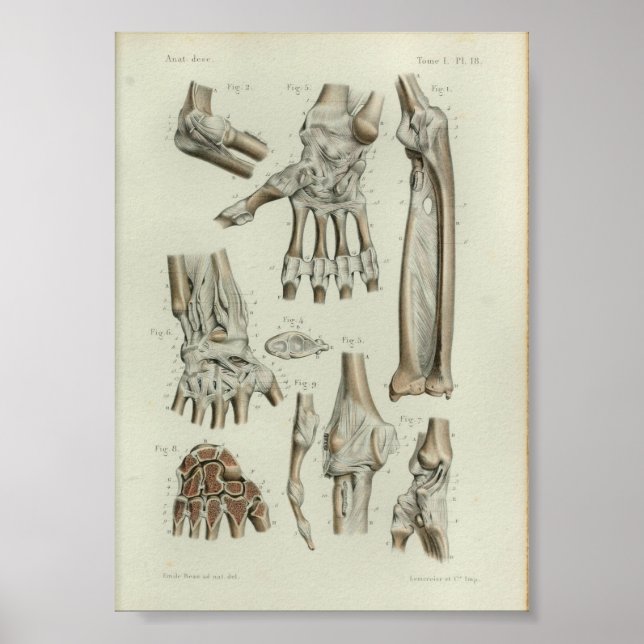 Affiche 1844 Anatomie Vintage Imprimer Articulations artic (Devant)