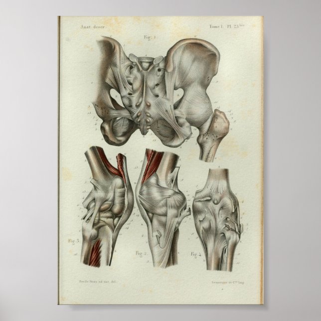 Affiche 1844 Anatomie Vintage Imprimer le genou hanche (Devant)