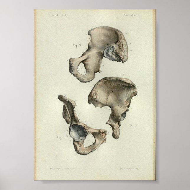 Affiche 1844 Anatomie Vintage Imprimer les os pelviens (Devant)