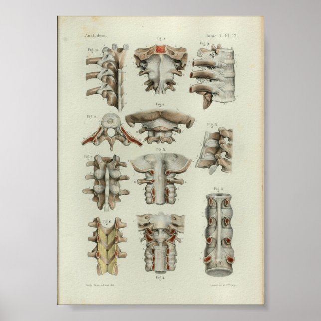 Affiche 1844 Anatomie Vintage Imprimer Vertèbre épinière (Devant)