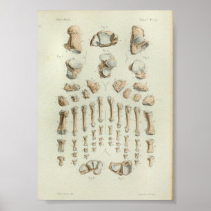 Affiche 1844 os de pied vintages d'impression d'anatomie