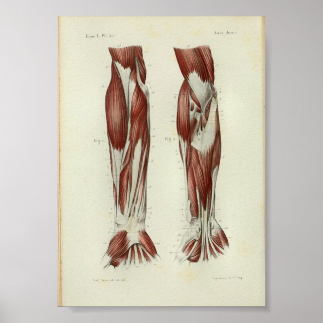 Affiche 1844 Vintage Anatomie Muscles d'impression Bras (Devant)