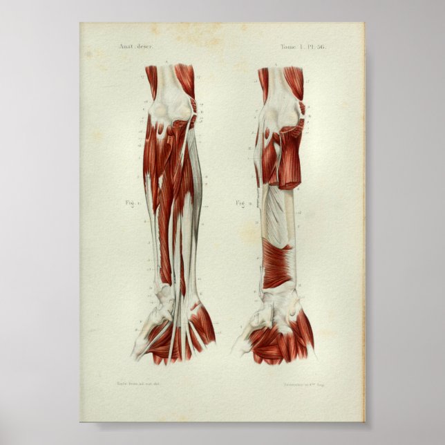 Affiche 1844 Vintage Anatomie Muscles d'impression Bras (Devant)