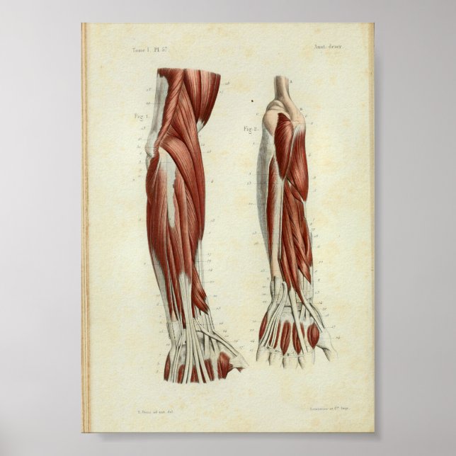 Affiche 1844 Vintage Anatomie Muscles d'impression Bras (Devant)