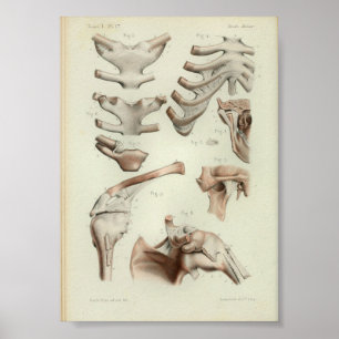 Affiche 1844 Vintage Anatomy Print Joints Articulations