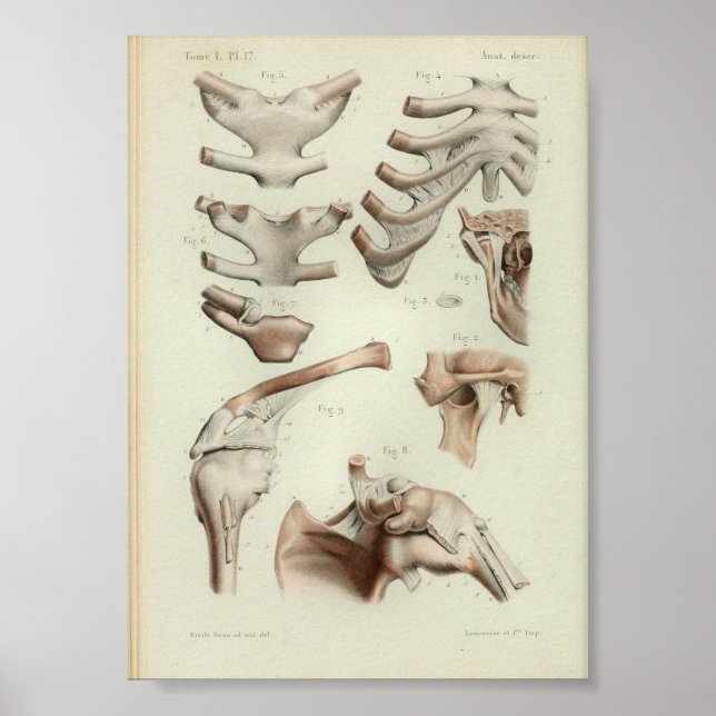 Affiche 1844 Vintage Anatomy Print Joints Articulations (Devant)