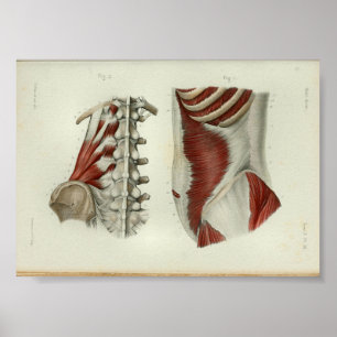 Affiche 1844 Vintage Anatomy Print Muscles Lumbar