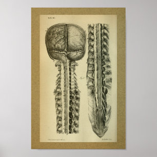 Affiche 1850 Anatomie Vintage Imprimer la colonne vertébra