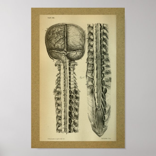 Affiche 1850 Anatomie Vintage Imprimer la colonne vertébra (Devant)