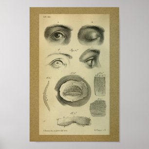 Affiche 1850 Anatomie Vintage Imprimer l'oeil