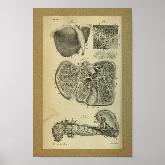 Affiche 1850 Anatomie Vintage Imprimer Pancréas Foie (Devant)