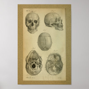 Affiche 1850 crânes vintages d'impression d'anatomie