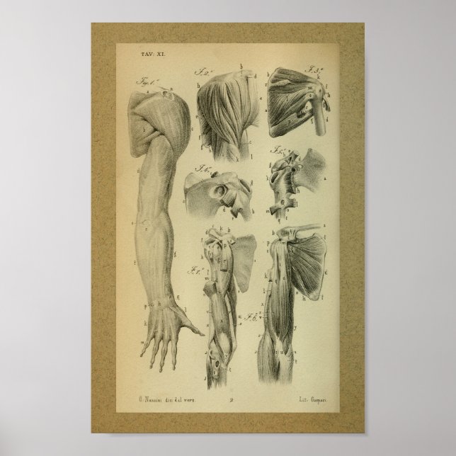 Affiche 1850 Muscles d'épaule à imprimer à l'anatomie Vint (Devant)