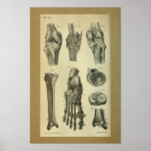 Affiche 1850 Vintage Anatomy Print Foot Knee