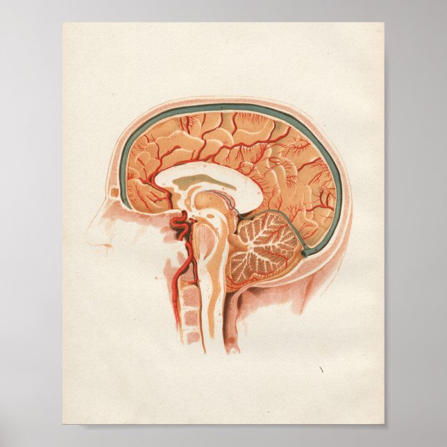 Affiche 1852 Anatomie Vintage Imprimer Cerveau (Devant)
