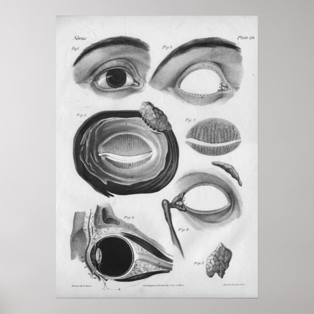 Affiche 1854 Anatomie oculaire Vintage B/W Imprimer (Devant)