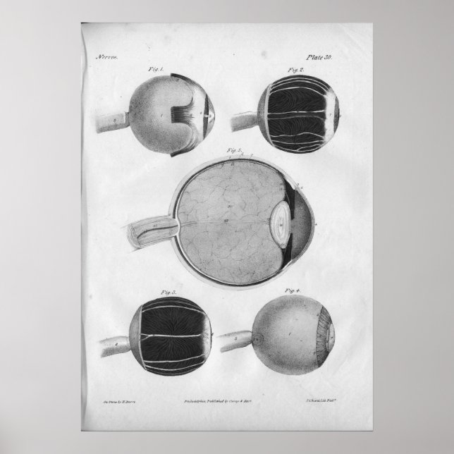 Affiche 1854 Anatomie Vintage des yeux Imprimer (Devant)