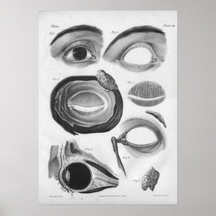 Affiche 1854 copies vintages de l'anatomie B/W d'oeil
