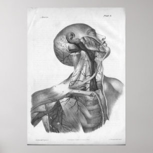 Affiche 1854 Vintage Tête et Artères à cou Anatomie Imprim