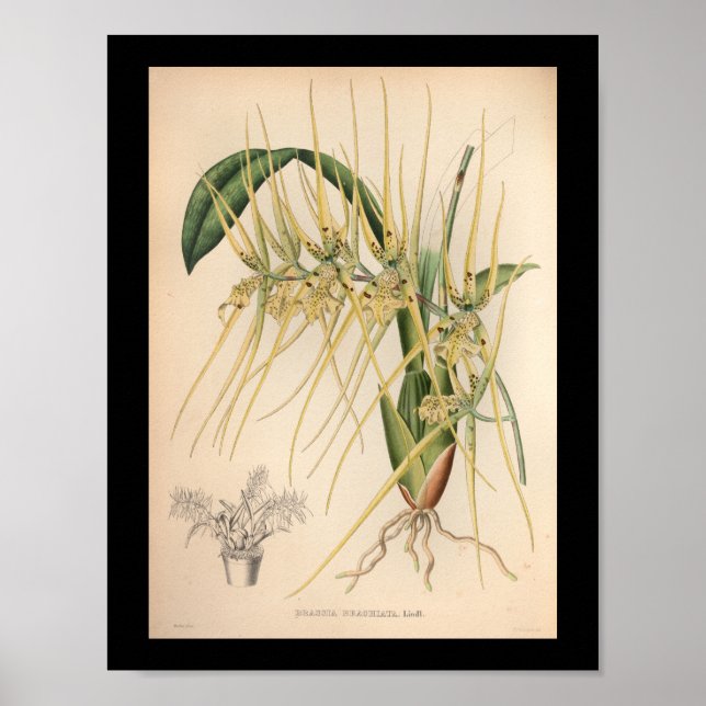 Affiche 1860 Vintage orchidée à imprimé jaune (Devant)
