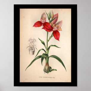 Affiche 1860 Vintage orchidée Flower Rouge