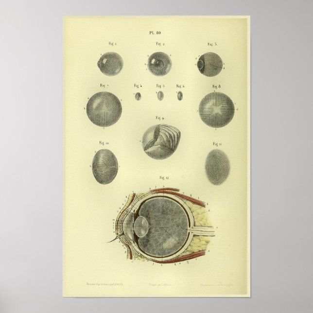 Affiche 1866 Cornée oculaire humaine Anatomie Imprimer (Devant)
