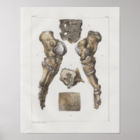 1867 Bones à anatomie Vintage à pieds