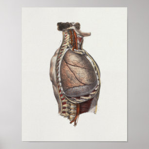 Affiche 1867 Poumons Anatomie Vintage de la colonne vertéb