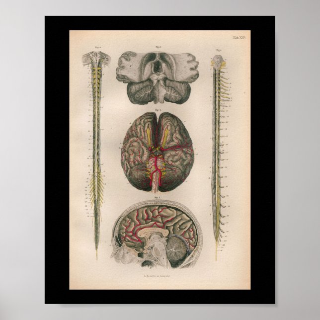 Affiche 1879 Anatomie Vintage du bloc Imprimer la colonne  (Devant)