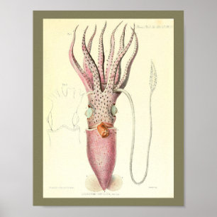 Affiche 1881 copies vintages d'art de calmar de couleur