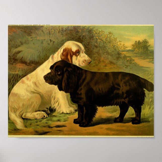 Affiche 1881 Vintage Field Spaniels Imprimer (Devant)