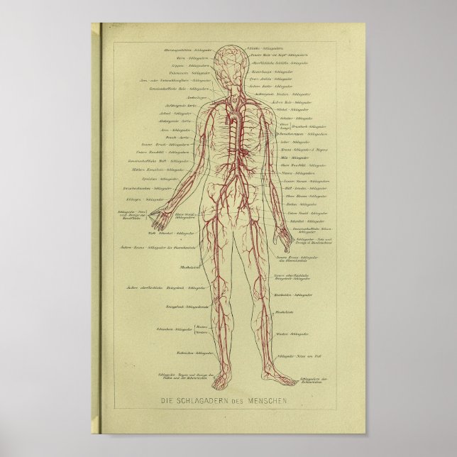 Affiche 1886 Vintage Anatomie de l'artère humaine Imprimer (Devant)