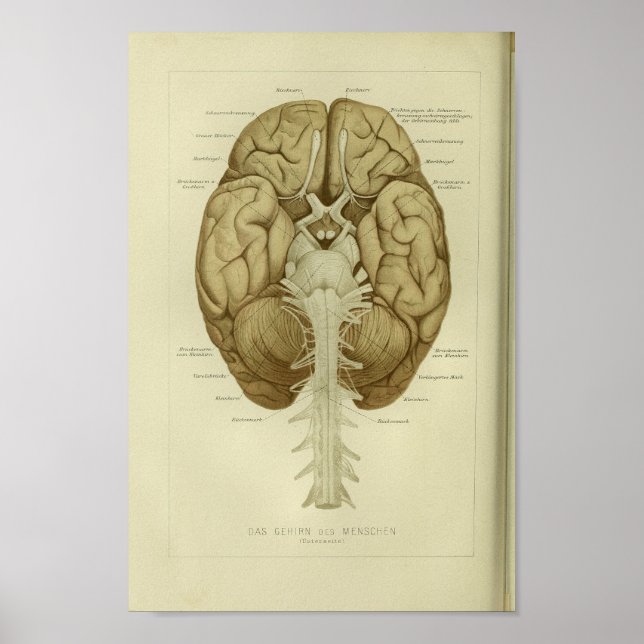 Affiche 1886 Vintage Anatomie du cerveau humain Imprimer (Devant)
