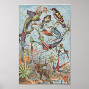 Affiche 1889 Oiseaux de la Jungle africaine