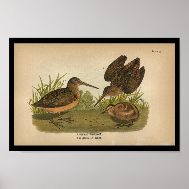 Affiche 1890 Bird Print American Woodcock (Devant)
