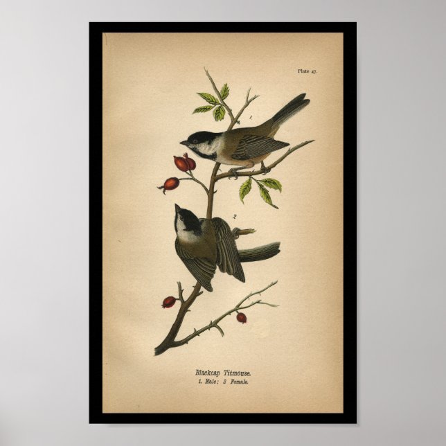 Affiche 1890 Bird Print Blackcap Titmouse (Devant)