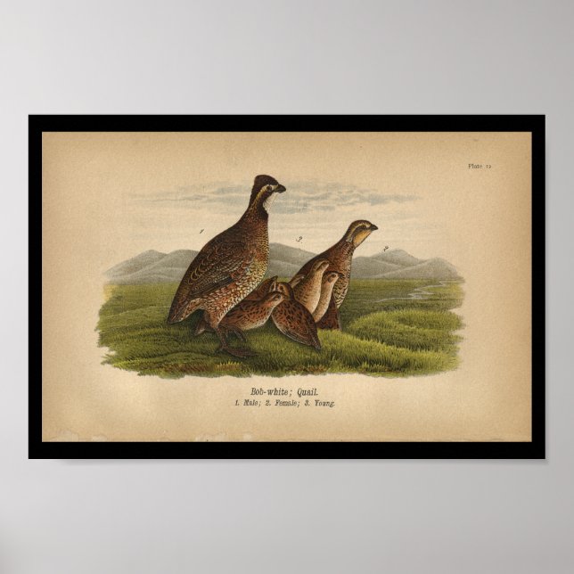 Affiche 1890 Bird Print Bob-white Quail (Devant)