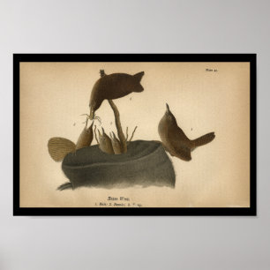 Affiche 1890 Bird Print House Wren