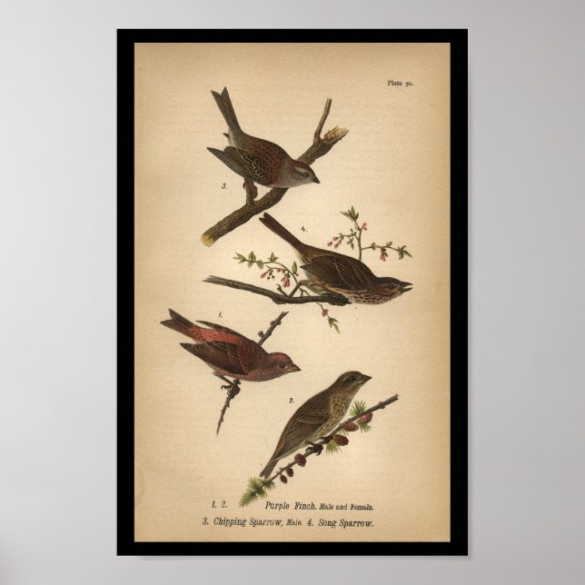 Affiche 1890 Bird Print Song Sparrow (Devant)