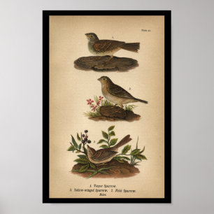 Affiche 1890 Bird Print Vesper Sparrow