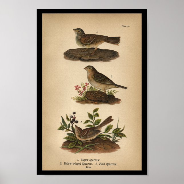 Affiche 1890 Bird Print Vesper Sparrow (Devant)